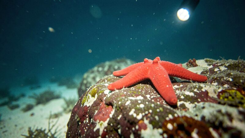 Escena submarina somera iluminada por un flash con una estrella de mar roja sobre una roca y agua azul verdosa detras